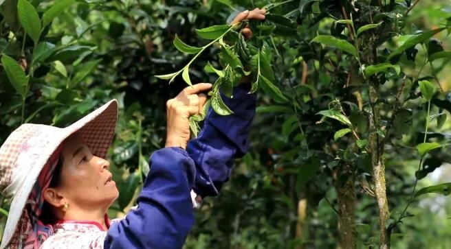 有关于绿春:大树茶放荒百年再赴“春约” 一人一篓采茶忙的内容(5)