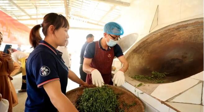 有关于绿春:大树茶放荒百年再赴“春约” 一人一篓采茶忙的内容(19)