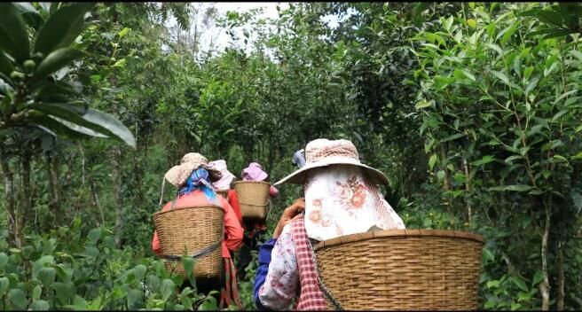有关于绿春:大树茶放荒百年再赴“春约” 一人一篓采茶忙的内容(10)