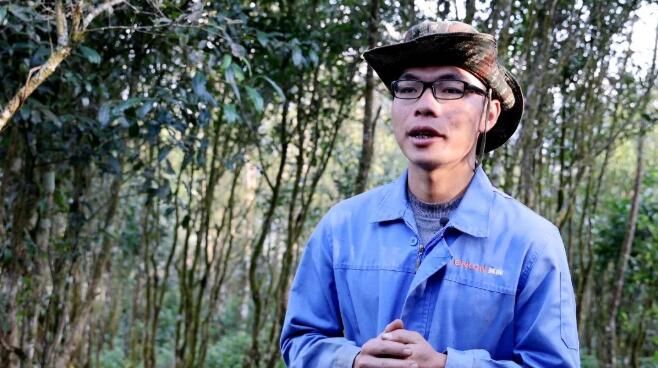 有关于绿春:大树茶放荒百年再赴“春约” 一人一篓采茶忙的内容(8)