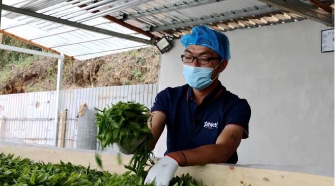 有关于绿春:大树茶放荒百年再赴“春约” 一人一篓采茶忙的内容(15)