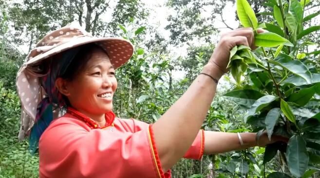 有关于绿春:大树茶放荒百年再赴“春约” 一人一篓采茶忙的内容(3)