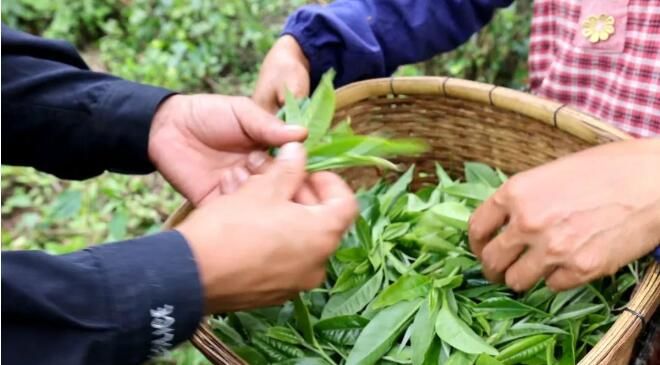 有关于绿春:大树茶放荒百年再赴“春约” 一人一篓采茶忙的内容(7)
