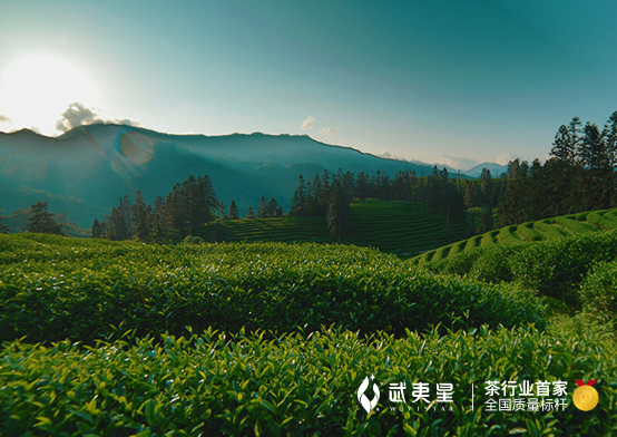 有关于“浙江三茶统筹发展高峰论坛”“聚焦茶产业发展”“茶界种子工程”的相关内容(7)