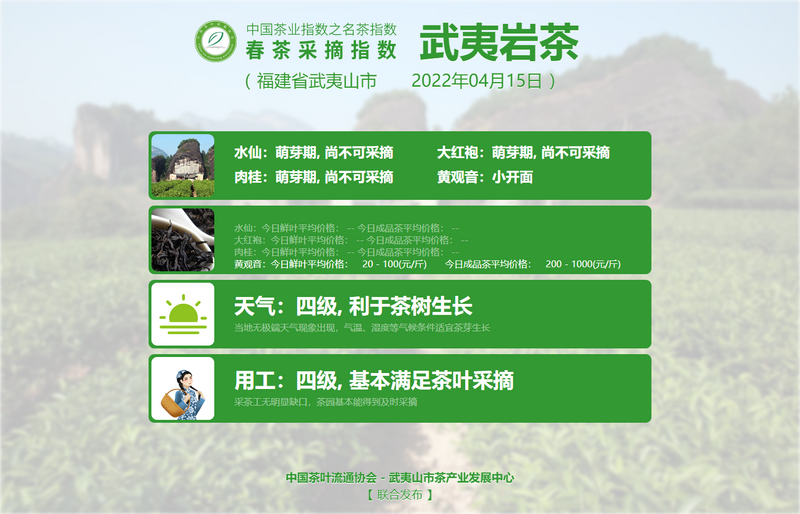 关于春茶采摘指数：4月15日 武夷岩茶 黄观音进入小开面的消息(1)