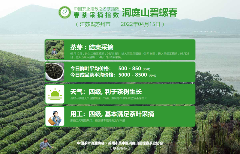 关于春茶采摘指数：4月15日 武夷岩茶 黄观音进入小开面的消息(6)