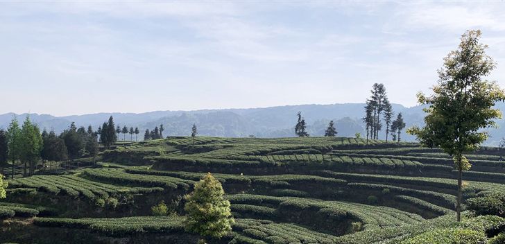 有关于雅安，茶叶也上“托管班” 当茶农好轻松的相关信息