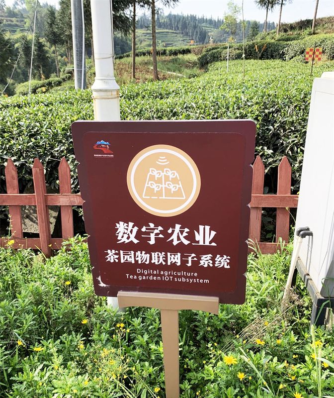 有关于雅安，茶叶也上“托管班” 当茶农好轻松的相关信息(2)