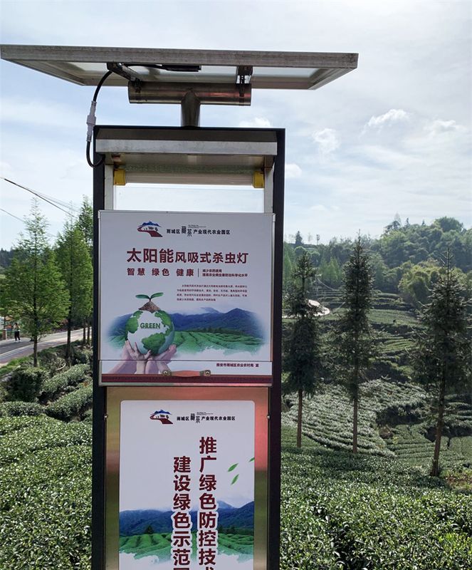 有关于雅安，茶叶也上“托管班” 当茶农好轻松的相关信息(1)