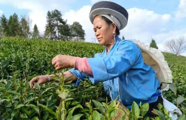 有关于云雾镇：春茶生产要借款 农信网点放贷忙的信息