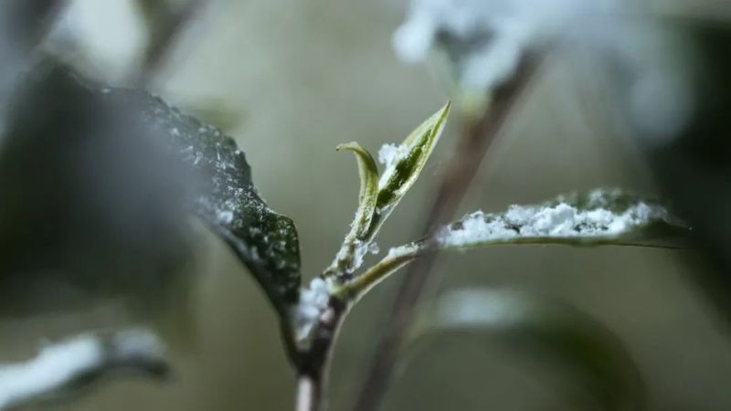 有关于“春茶季观察”“白茶第一镇茶青交易”“数字化营销助力茶产业”的内容(5)