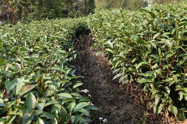 有关于“春茶季观察”“白茶第一镇茶青交易”“数字化营销助力茶产业”的内容(2)