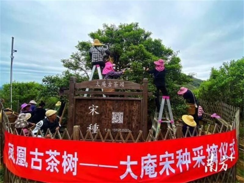 有关于“春茶季观察”“白茶第一镇茶青交易”“数字化营销助力茶产业”的内容(4)