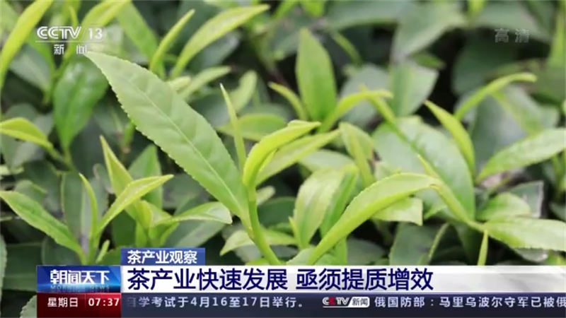有关于“春茶季观察”“白茶第一镇茶青交易”“数字化营销助力茶产业”的内容