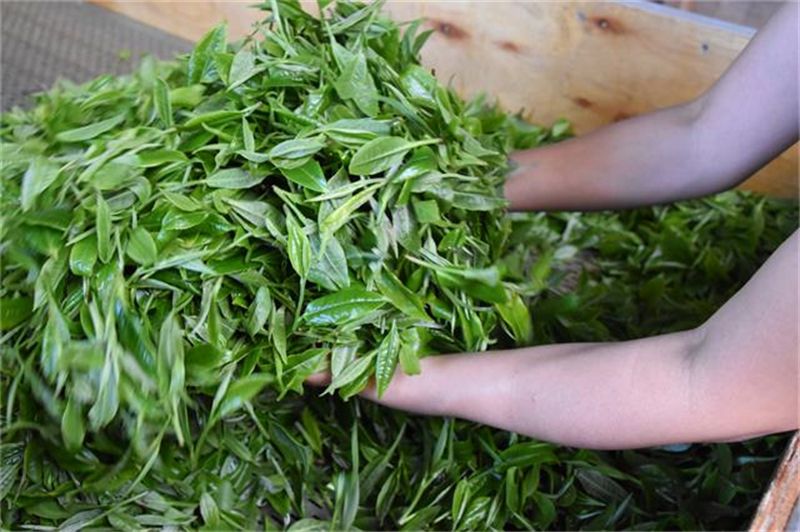有关于“春茶季观察”“白茶第一镇茶青交易”“数字化营销助力茶产业”的内容(1)