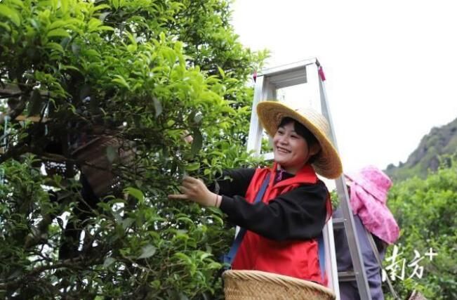 关于潮州凤凰镇：600多岁凤凰古茶树“大庵宋种”产量创新高的信息(2)