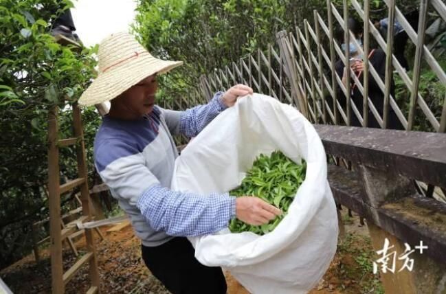 关于潮州凤凰镇：600多岁凤凰古茶树“大庵宋种”产量创新高的信息(6)
