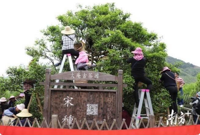 关于潮州凤凰镇：600多岁凤凰古茶树“大庵宋种”产量创新高的信息(3)