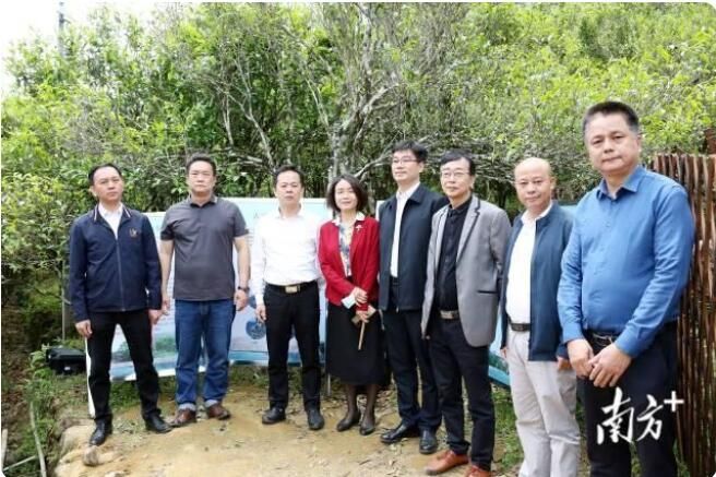 关于潮州凤凰镇：600多岁凤凰古茶树“大庵宋种”产量创新高的信息(8)
