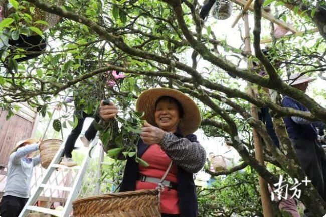 关于潮州凤凰镇：600多岁凤凰古茶树“大庵宋种”产量创新高的信息(4)