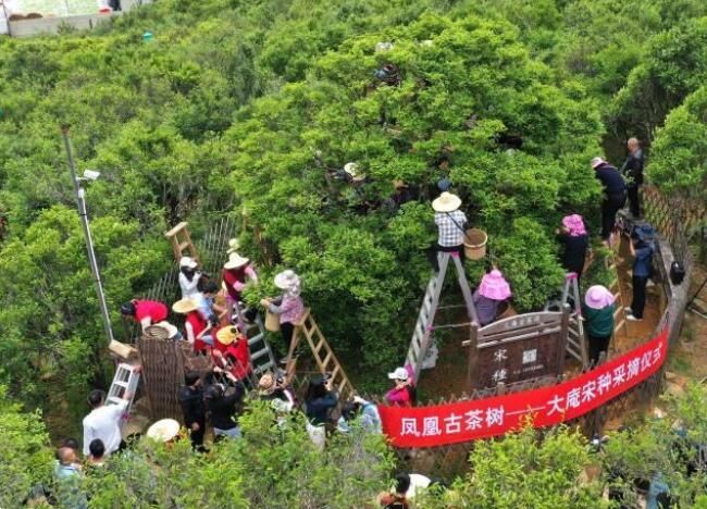 关于潮州凤凰镇：600多岁凤凰古茶树“大庵宋种”产量创新高的信息(7)