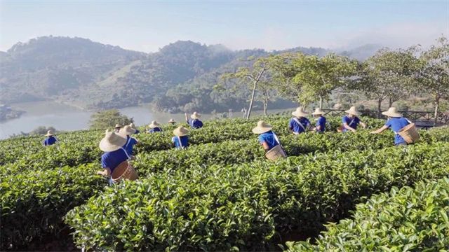 有关于一周速读:茗茶产业排行公布、2022茶产业发展高峰论坛、春茶如何速行万里的资讯(7)