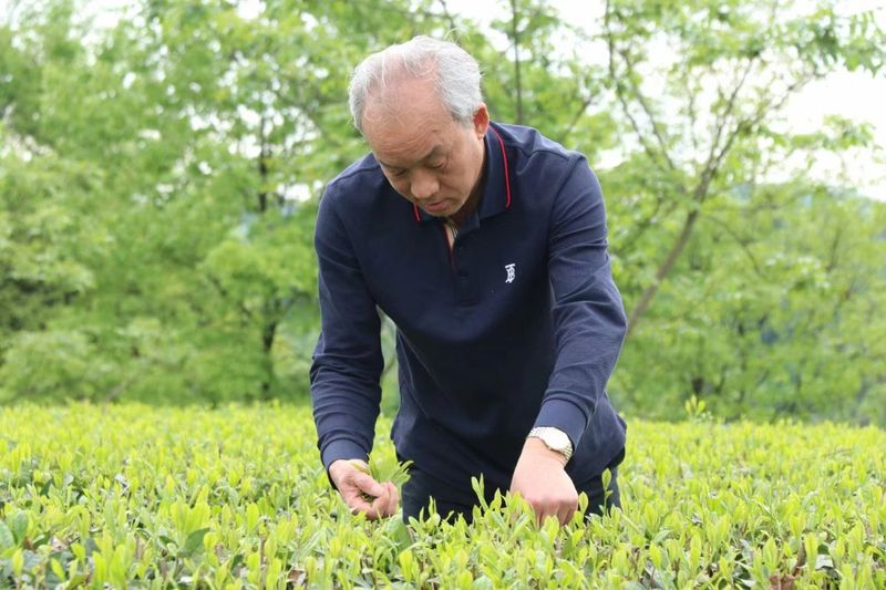 关于不负春光的干净茶——胡继承考察凤冈春茶生产情况的最新消息(2)