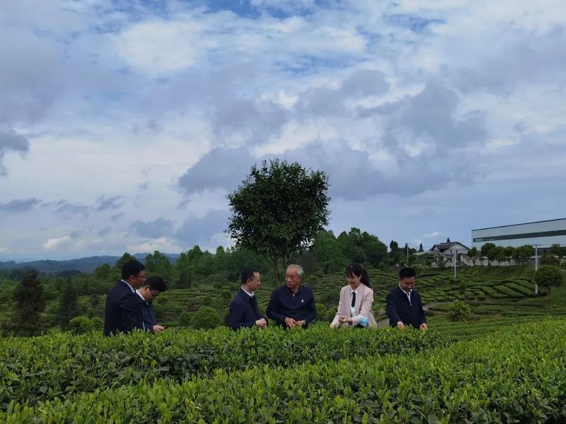关于不负春光的干净茶——胡继承考察凤冈春茶生产情况的最新消息(3)