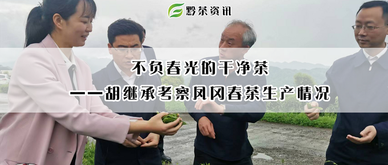 关于不负春光的干净茶——胡继承考察凤冈春茶生产情况的最新消息