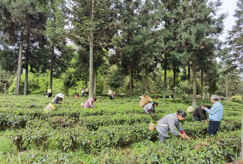 关于不负春光的干净茶——胡继承考察凤冈春茶生产情况的最新消息(4)