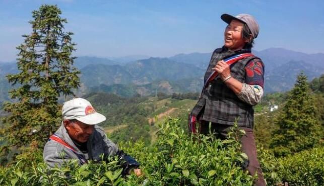 有关于安徽黄山:茶叶产业助力乡村振兴的新闻(3)