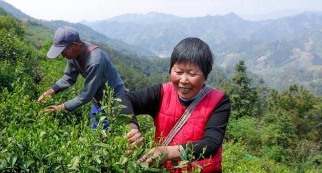 有关于安徽黄山:茶叶产业助力乡村振兴的新闻(1)