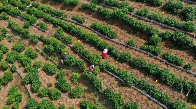 有关于安徽黄山:茶叶产业助力乡村振兴的新闻(5)