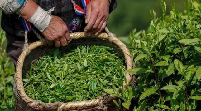 有关于安徽黄山:茶叶产业助力乡村振兴的新闻