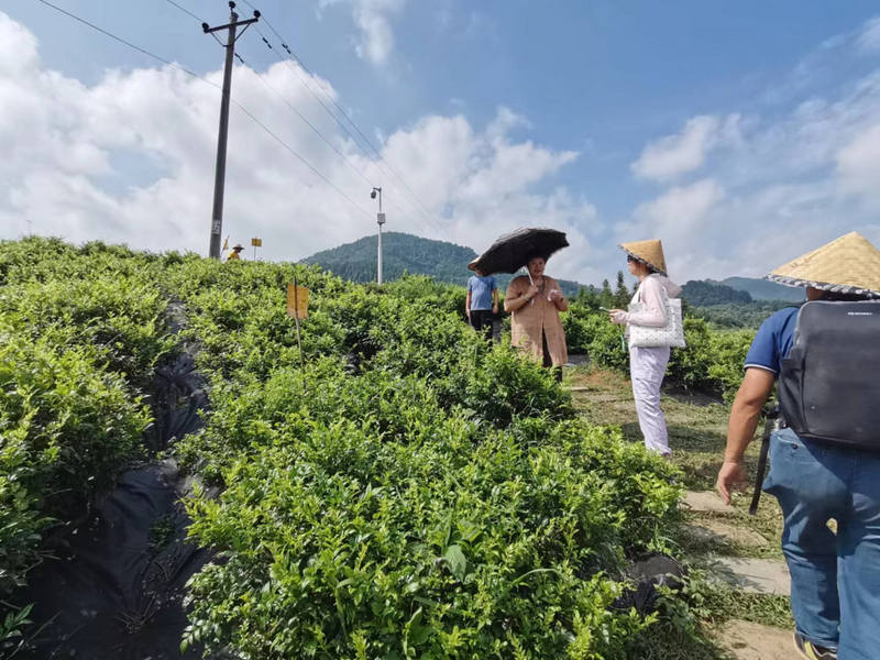 有关于永定区:莓茶“泡”出聚宝盆的信息(1)