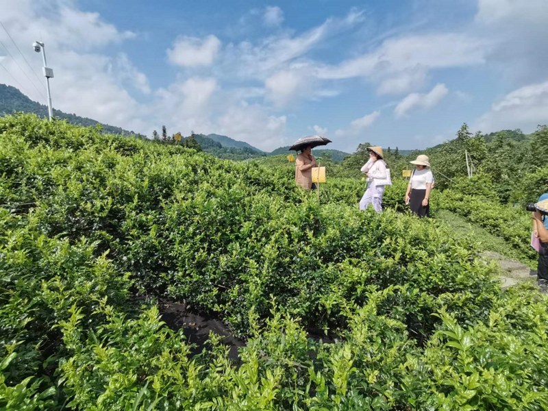 有关于永定区:莓茶“泡”出聚宝盆的信息