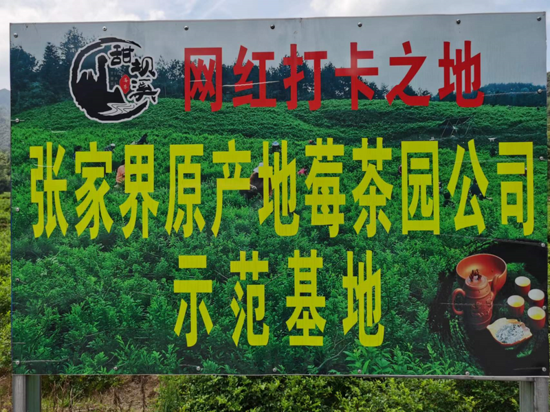 有关于永定区:莓茶“泡”出聚宝盆的信息(3)