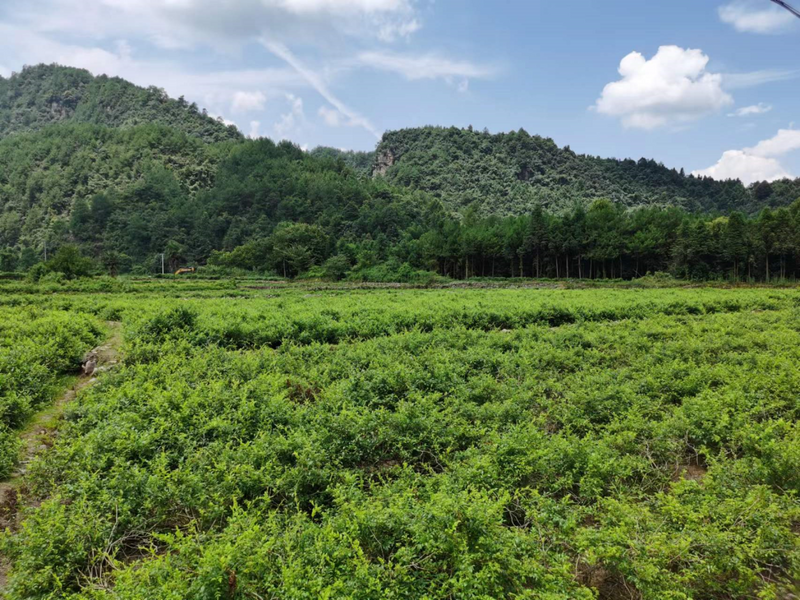 有关于永定区:莓茶“泡”出聚宝盆的信息(5)