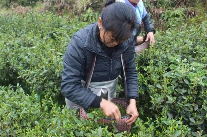 关于乐洞乡春茶采摘正当时　生态富民助振兴的相关信息(4)