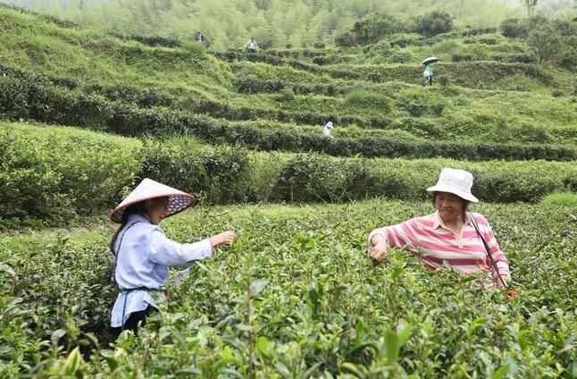 关于乐洞乡春茶采摘正当时　生态富民助振兴的相关信息(1)