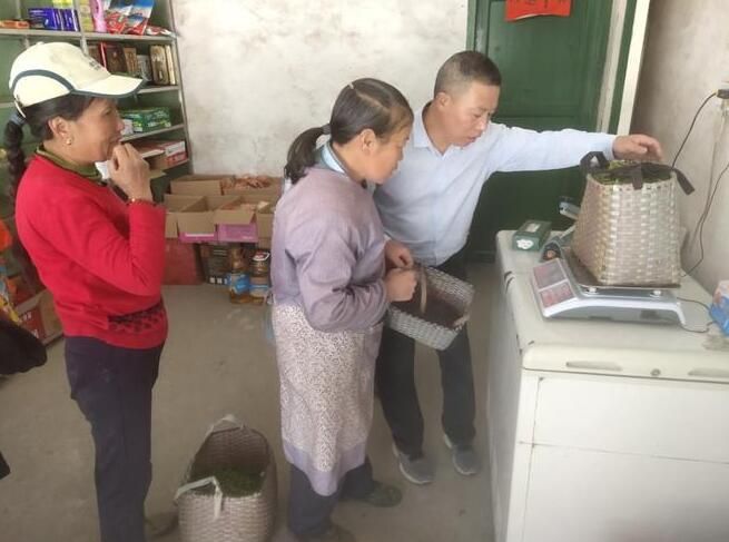 关于乐洞乡春茶采摘正当时　生态富民助振兴的相关信息(3)