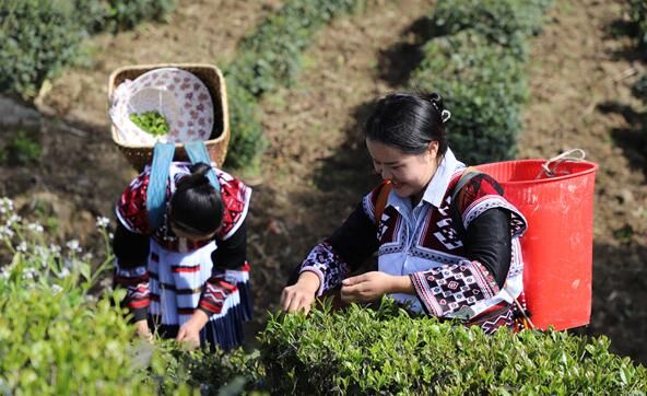 有关于云南盐津:苗岭茶飘香 茶农采茶忙的相关信息(3)