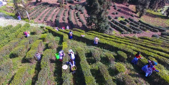 有关于云南盐津:苗岭茶飘香 茶农采茶忙的相关信息(1)