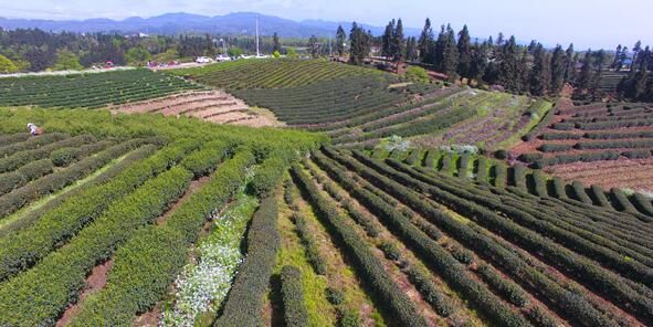 有关于云南盐津:苗岭茶飘香 茶农采茶忙的相关信息(2)