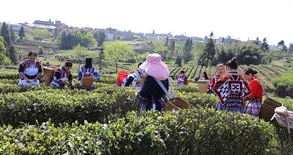 有关于云南盐津:苗岭茶飘香 茶农采茶忙的相关信息