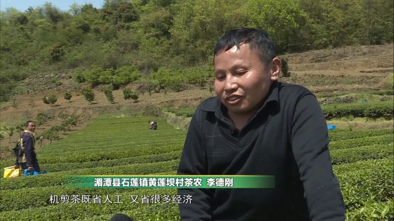 有关于湄潭:机械化采茶提高茶叶下树率的信息(2)
