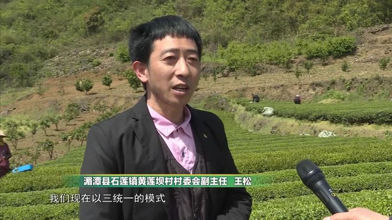 有关于湄潭:机械化采茶提高茶叶下树率的信息(1)
