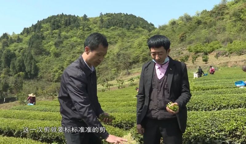 有关于湄潭:机械化采茶提高茶叶下树率的信息