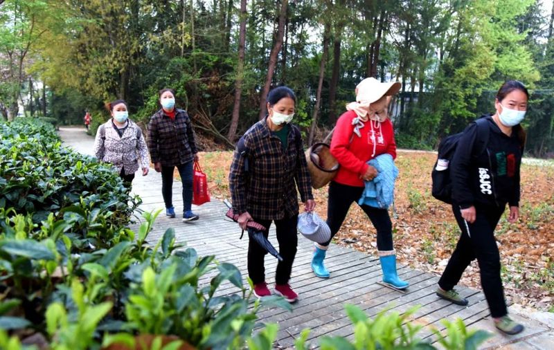 关于湄潭有一批“职业采茶工”的新闻