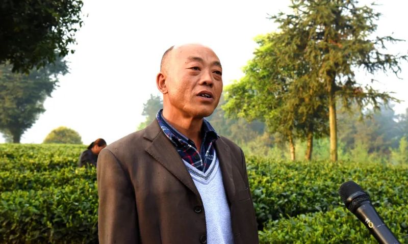 关于湄潭有一批“职业采茶工”的新闻(5)